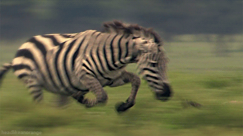 Poți identifica cele mai rapide animale din lume?