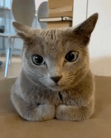 Test despre pisica Rusă Albastră: Cât de mult știi despre această rasă felină?