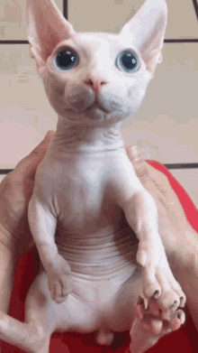 Test despre Sfinxul: Cât de mult știi despre această rasă de pisici fără blană?