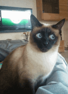 Test despre pisicile siameze: cât de mult știi despre această rasă felină?