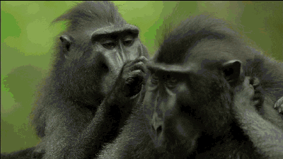 Quiz despre Maimu: C pentru mult timp despre aceste animale inteligente?