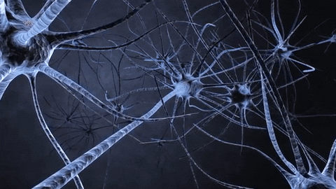 Testul sistemului Nervos: C. C. pentru mult timp despre crearea sistemului nervos?