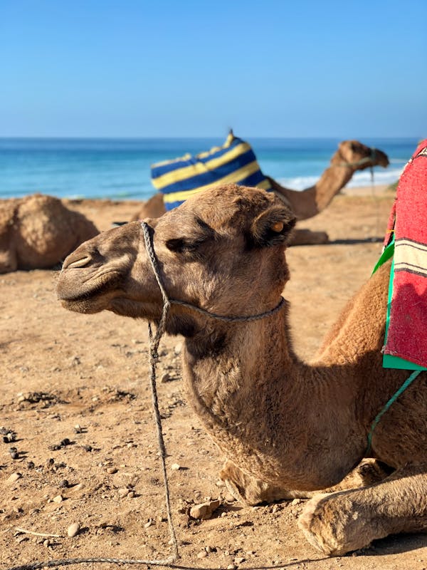 Quiz Despre Maroc: cât de mult știi despre această țară africană?