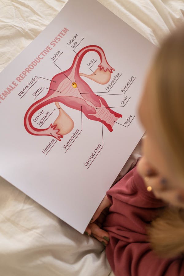 Quiz de Anatomie fizică a Organelor Reproductive