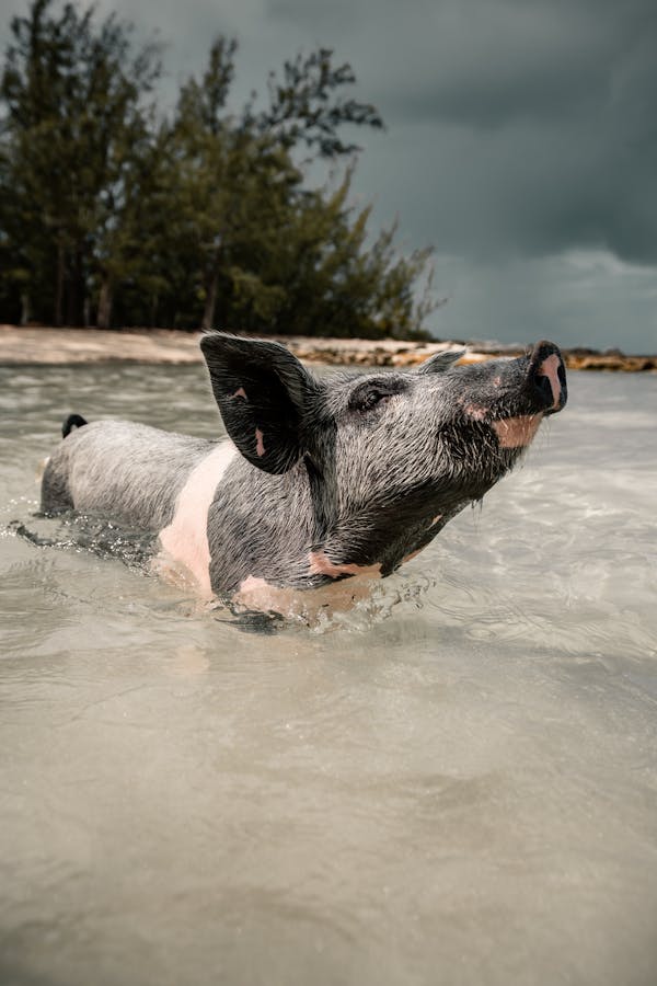 Quiz despre Bahamas: C pentru mult timp pentru acest paradis din Caraibe?