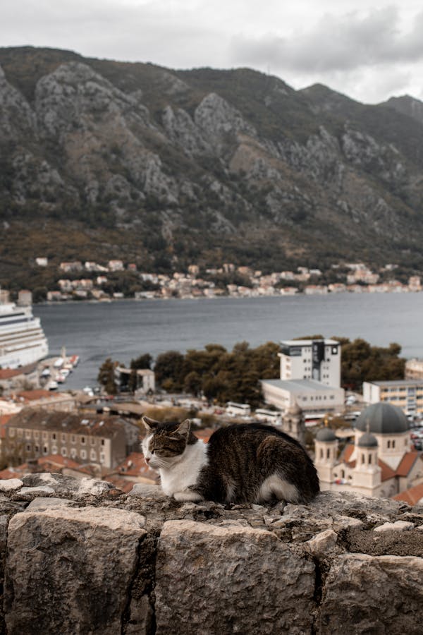 Quiz despre Kotor, Muntenegru: C pentru mult timp despre acel moment pentru bijuterii a Adriaticii?