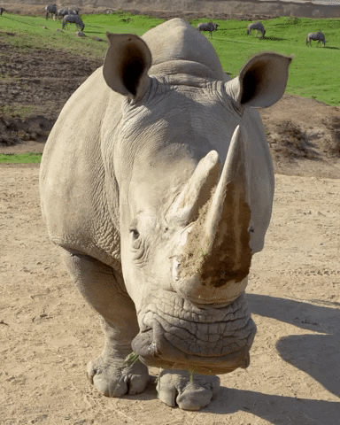 Quiz despre Rinoceri: C pentru mult timp despre aceste animale m pentru mult timp?