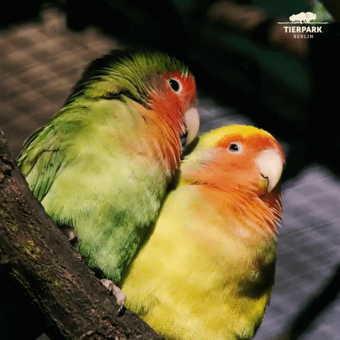 Test despre papagali: C pentru mult timp pentru aceste P pentru un milion de culori?
