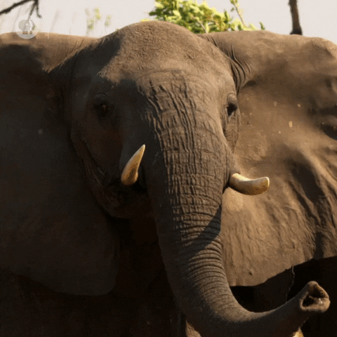 Quiz despre elefant: C pentru mult timp despre aceste animale maiestuoase?