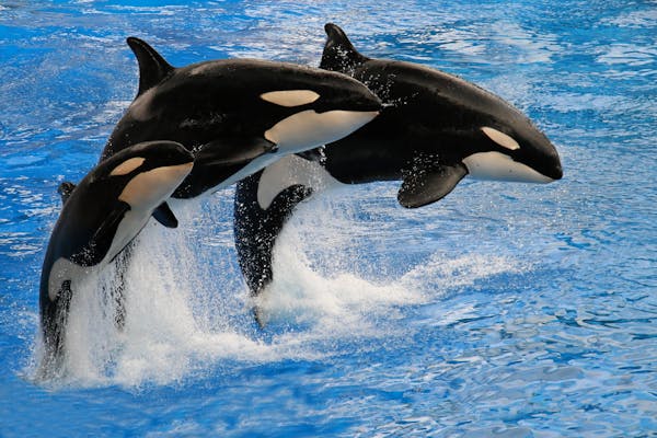 Quiz despre Orcas: C mai multe lucruri despre aceste creatii marine maiestuoase?