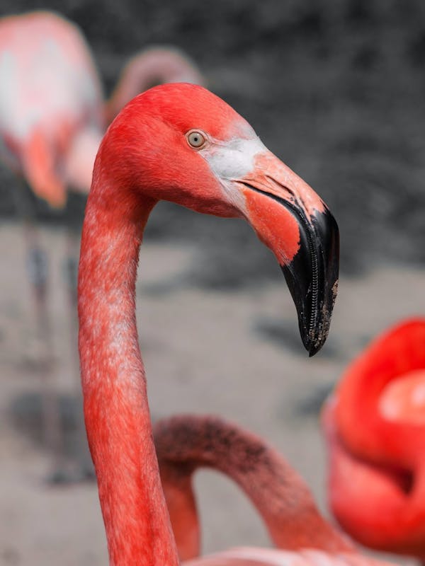 Test despre Flamingo: C de mult mai multe despre aceste P de C de C de C de C de C de C de C de C de C de C de C de C de C de C de C de C de C de C de C de C de c?