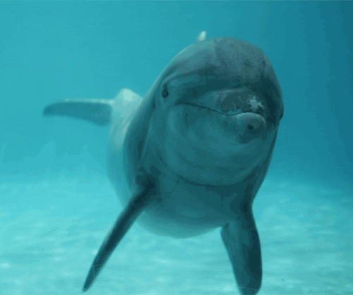 Quiz despre Delfini: C pentru mult timp despre acel moment pentru mamifere marine inteligente?